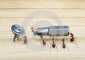 Team of ants work with screwdriver, teamwork photo