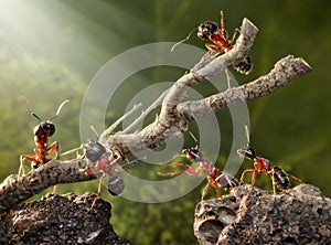 Tím z mravce strom tímová práca 