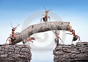 Team of ants works constructing bridge, teamwork concept photo