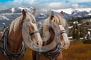 Team of Belgian draft horses in harness ready to be hitched to a wagon photo