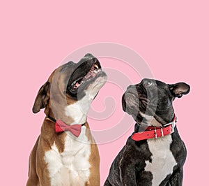 Team of boxer and french bulldog on pink background