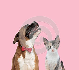 Team of boxer and metis cat on pink background