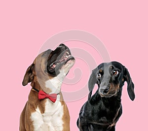 Team of boxer and teckel dachshund