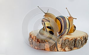 team building concept, interaction of snails on wooden base and white background, copy space. Helix pomatia. grape snail