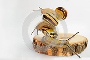 team building concept, interaction of snails on wooden base and white background, copy space. Helix pomatia. grape snail
