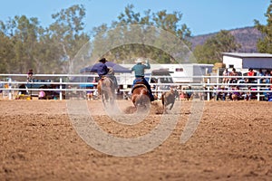 Team Calf Roping At A Country Rodeo