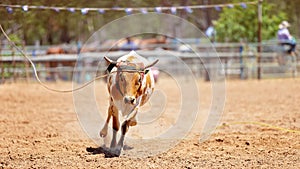 Team Calf Roping At Country Rodeo