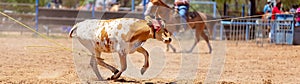 Team Calf Roping At Country Rodeo