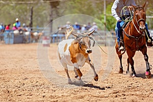 Team Calf Roping At Country Rodeo