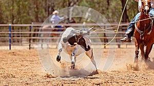 Team Calf Roping At Country Rodeo