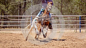 Team Calf Roping At Country Rodeo