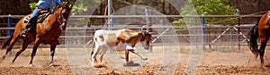 Team Calf Roping At Country Rodeo