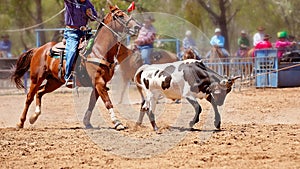 Team Calf Roping At Country Rodeo