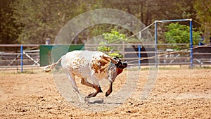 Team Calf Roping At Country Rodeo