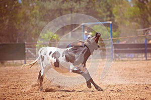 Team Calf Roping At Country Rodeo