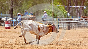 Team Calf Roping At Country Rodeo