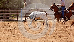 Team Calf Roping By Cowboys At A Country Rodeo