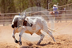 Team Calf Roping By Cowboys At A Country Rodeo