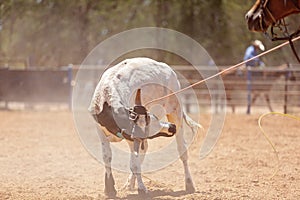 Team Calf Roping By Cowboys At A Country Rodeo