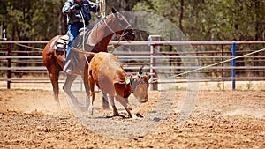 Team Calf Roping By Cowboys At A Country Rodeo