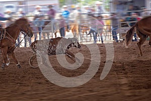 Team Calf Roping At A Rodeo