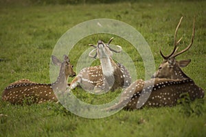 Team of deer resting inside a forest