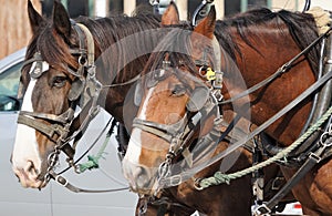 A team of draft horses hitched up to a wagon