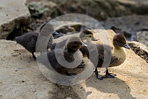 A team of duckling