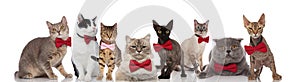 Team of eight cute cats wearing bowties on white background