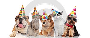Team of five cats and dogs ready for birthday party