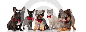 Team of five cool pets wearing sunglasses and bowties