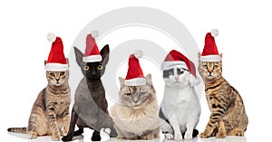 Team of five cute cats wearing santa hats sitting and standing