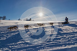 A team of four husky sled dogs running on a snowy wilderness road.