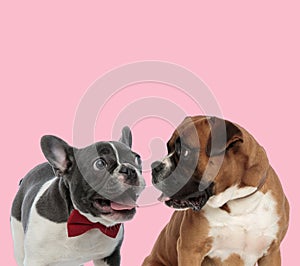 Team of french bulldog and boxer