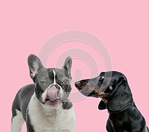Team of french bulldog and teckel dachshund