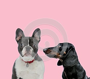 Team of french bulldog and teckel dachshund