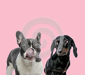 Team of french bulldog and teckel dachshund