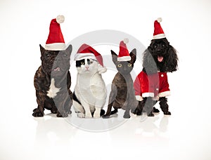 Team of happy santa cats and dogs panting and sitting