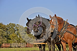 Team of harnessed horses