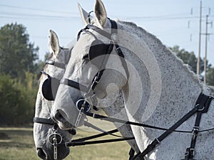 Team of Horses