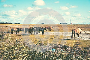 Team of horses grazing in the field