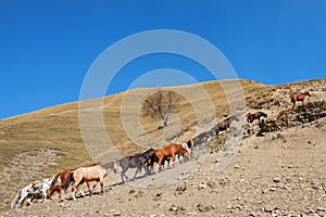 A team of horses hiking up the mountain