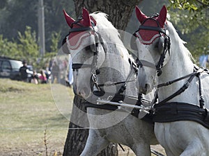 Team of Horses