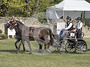 Team of 2 horses Marathon event