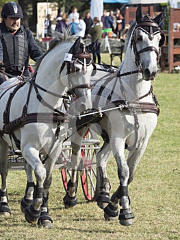 Team of 2 horses Marathon event