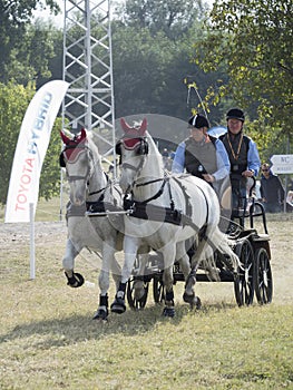 Team of 2 horses Marathon event