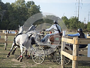 Team of 2 horses Marathon event