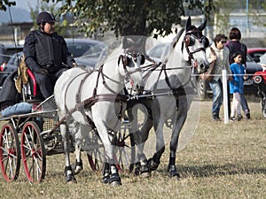 Team of 2 horses Marathon event