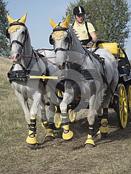 Team of 2 horses Marathon event