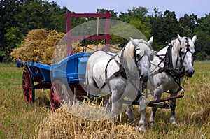 Team of Horses Pulling Farm Hay Wagon photo